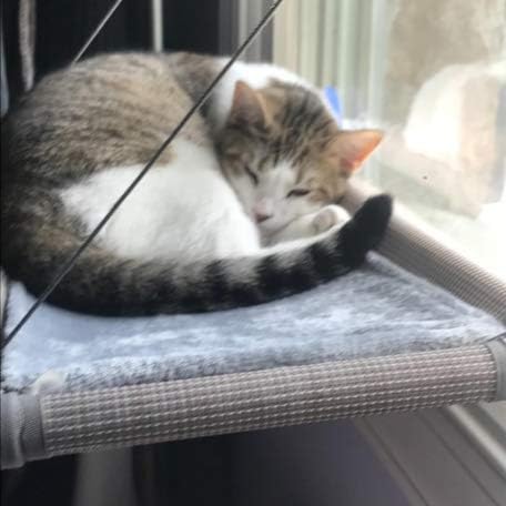 Cat Bed Window, Cat Window Hammock Window Perch